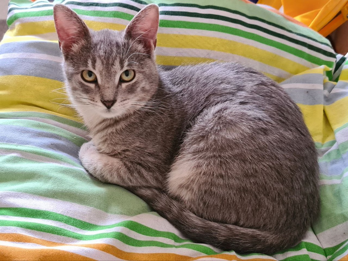 Выздоровевший от ФИП Лунтик