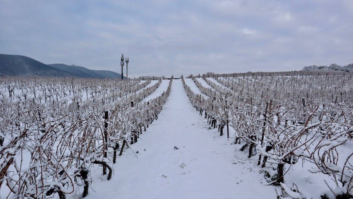 Фото из соц сетей винодельни "Мысхако"