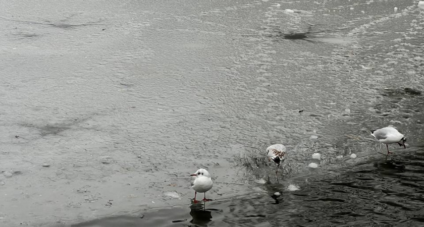    Первый городской канал Калининград
