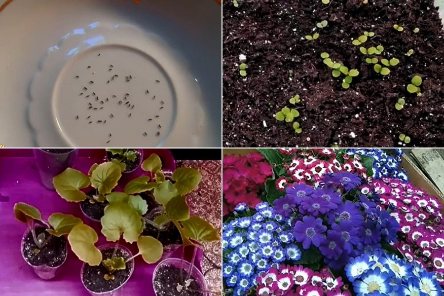 Выращивание Цинерарии: посевы, всходы, пикировка, взрослое растение.