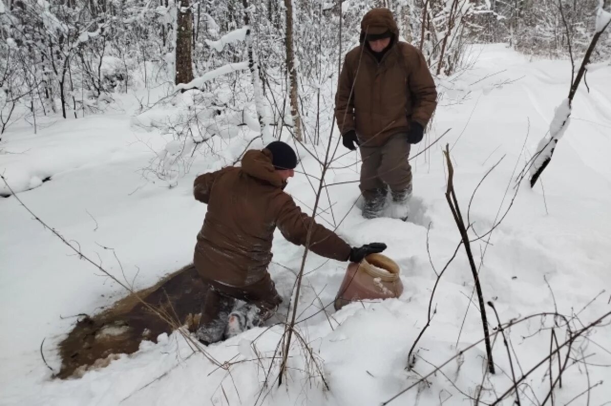    В Полистовском заповеднике регулярно поливают болото