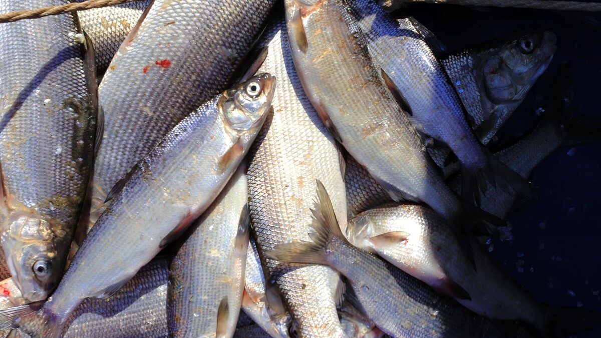    Фото: Андрей Ткачев / «Ямал-Медиа»