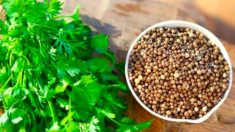 Кинза (кориандр, Coriandrum sativum)