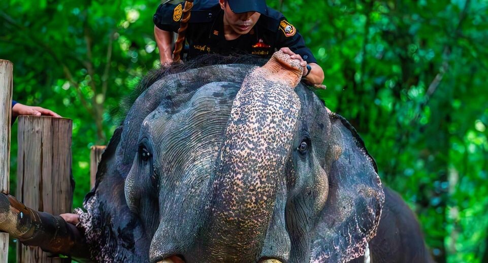    Pongmanat Tasiri / www.globallookpress.com