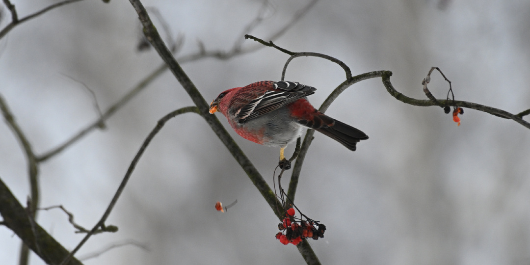 В Кусковском лесопарке заметили редких птиц — щуров