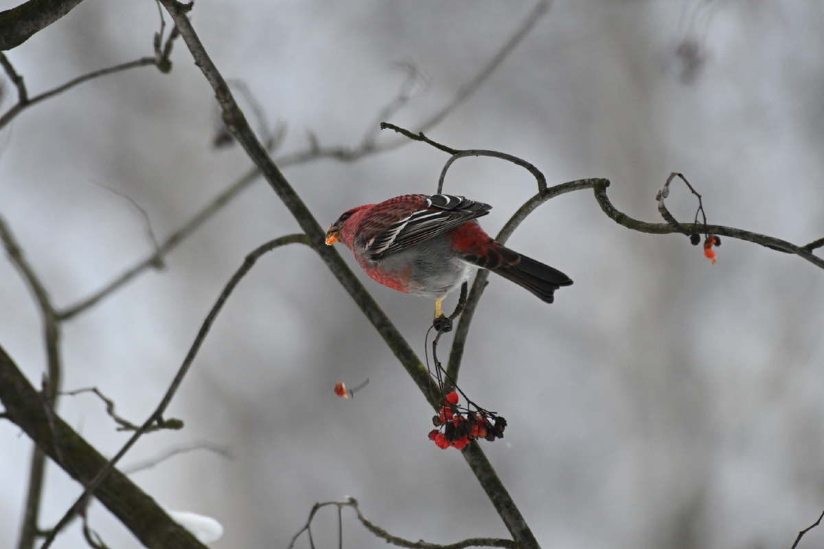 Обыкновенный щур. Автор: Даниил Давыдов