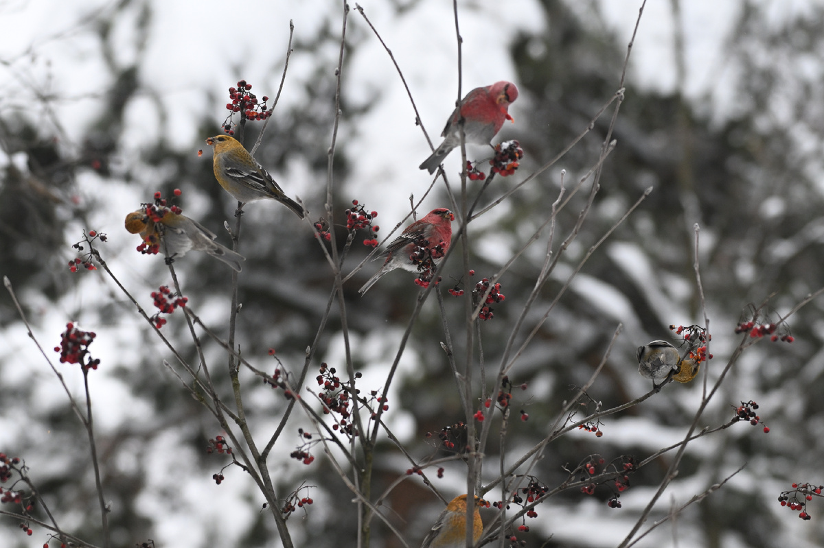 Стая обыкновенных щуров. Автор: Даниил Давыдов