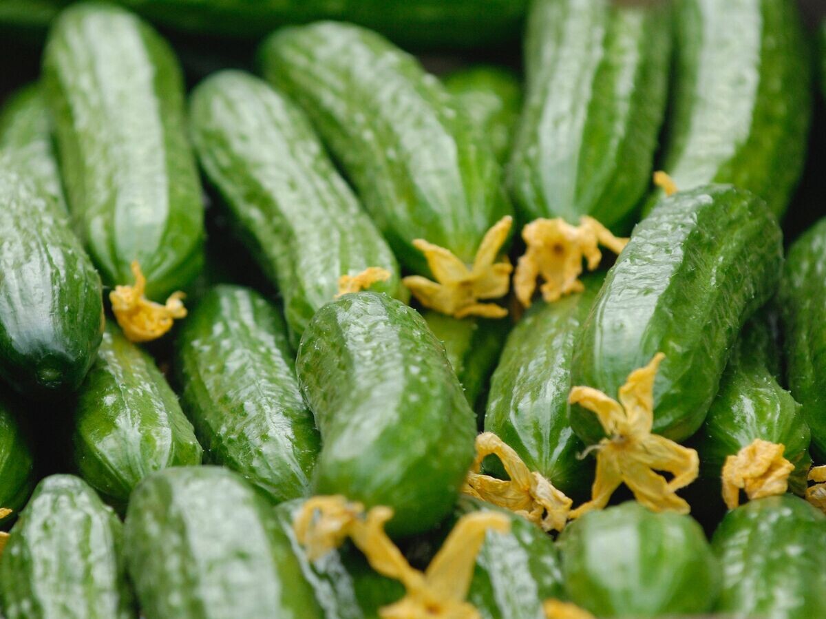    Огурцы© РИА Новости . Михаил Мордасов