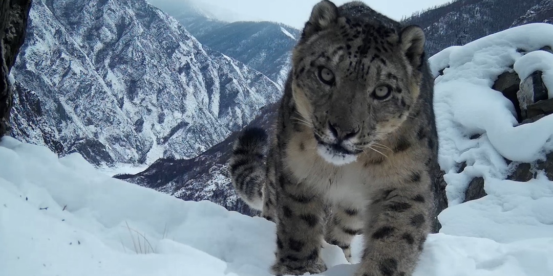 Пятнистые сокровища в горах Западного Саяна