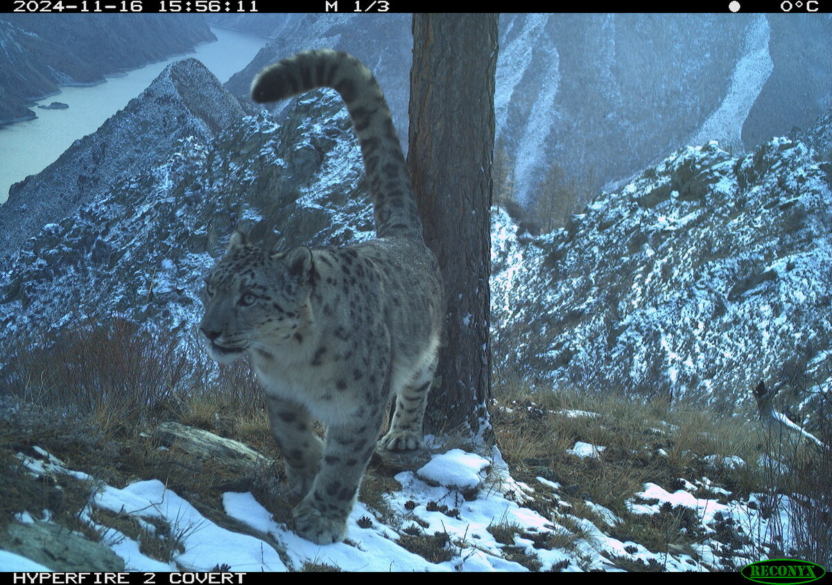 Самец Опер. (с) Саяно-Шушенский заповедник.
