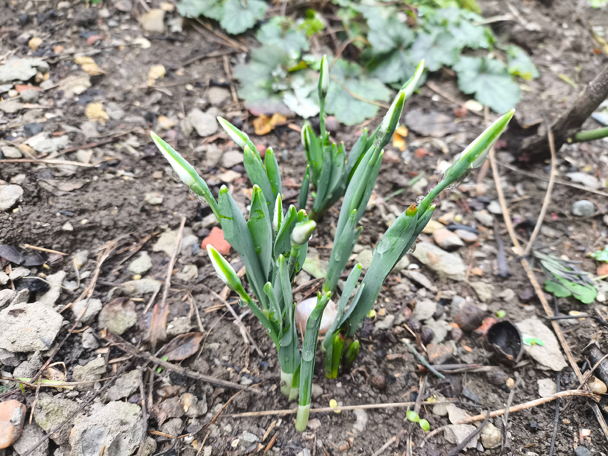 Подснежники вылезли, добрый знак 👌