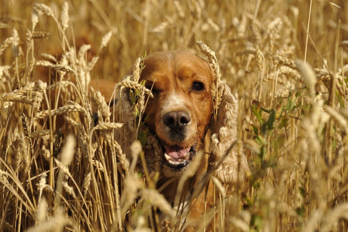 Английский кокер-спаниель на охоте