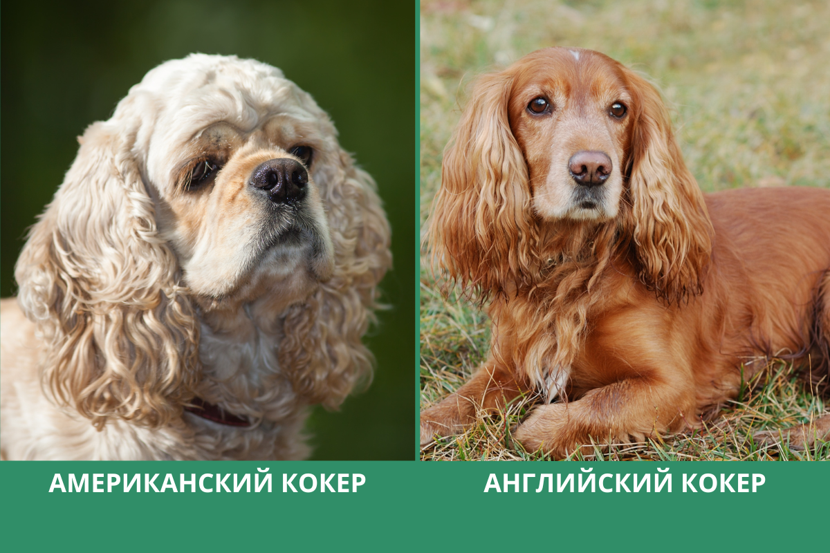 Американский и английский кокер
