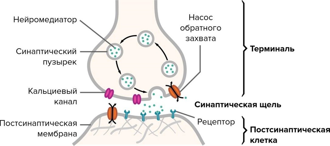 Синапс представляет собой место контакта между двумя длинными отростками (аксонами) нейронов либо нейроном и клеткой-мишенью, по которому проходит нервный импульс. Вверху – химический синапс. На кончике аксона находится множество пузырьков с сигнальным веществом (нейромедиатором). При прохождении электрического импульса пузырьки сливаются с пресинаптической мембраной и медиатор попадает в синаптическую щель. На постсинаптической клетке находятся белки-рецепторы к этому медиатору: после получения сигнала постсинаптическая мембрана меняет свой электрический потенциал. © CC BY-SA 4.0/Thomas Splettstoesser