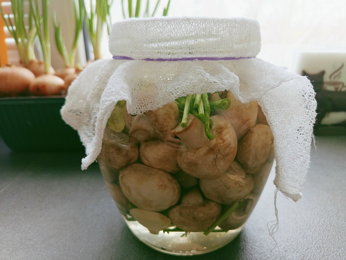 Шампиньоны в банке. День 1-й