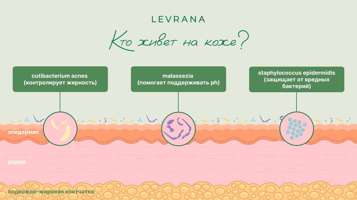 строение кожи и примеры микроорганизмов в составе её микробиоты