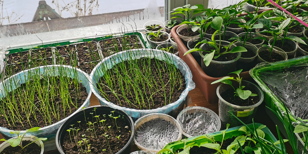 Что посею в феврале на рассаду Сезон 2026! Овощи и цветы.