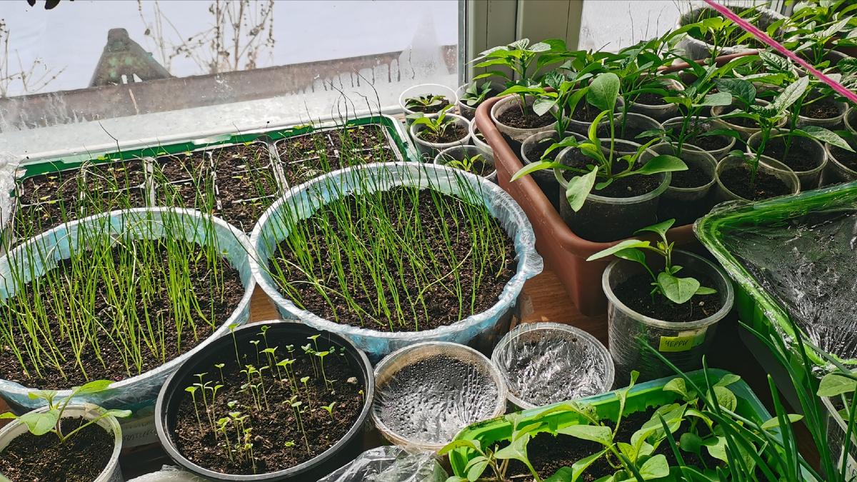 Рассада сезон 2025. 