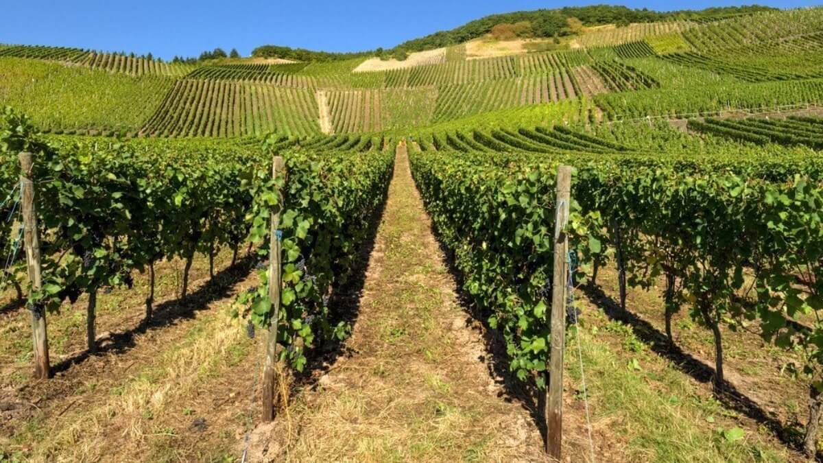 (источник: wineproof.ru)