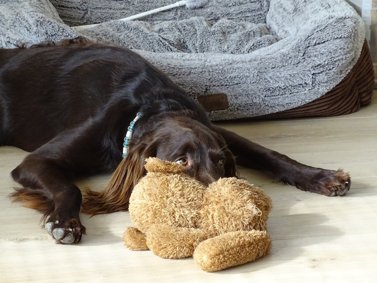    Правильный выгул и умственные игры — лучшая профилактика деструктивного поведения у собак