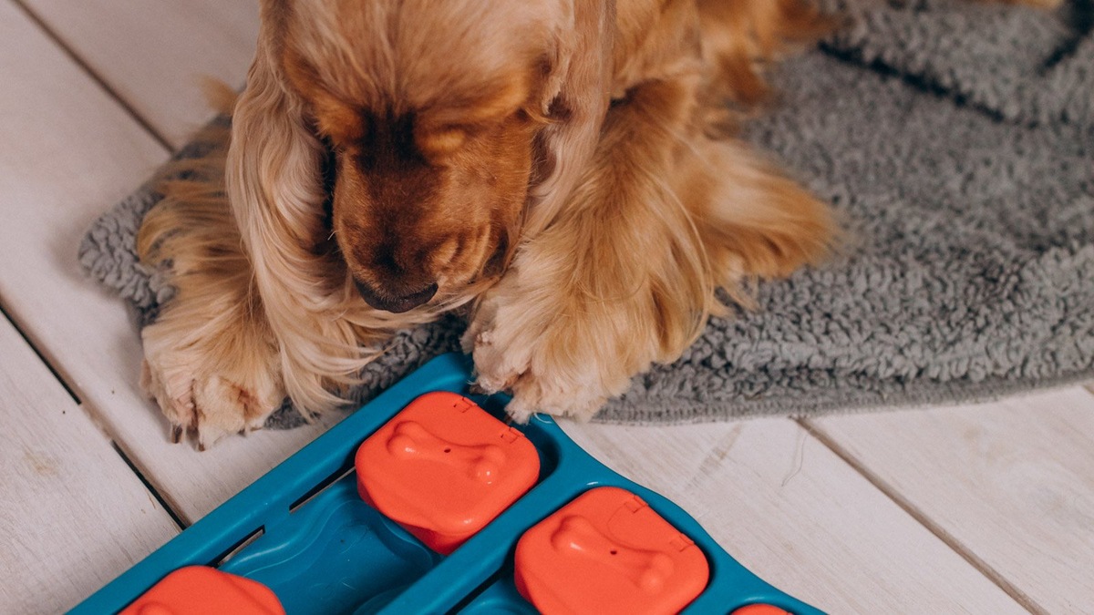    Сбалансированные физические и умственные нагрузки критически важны для психологического здоровья собаки