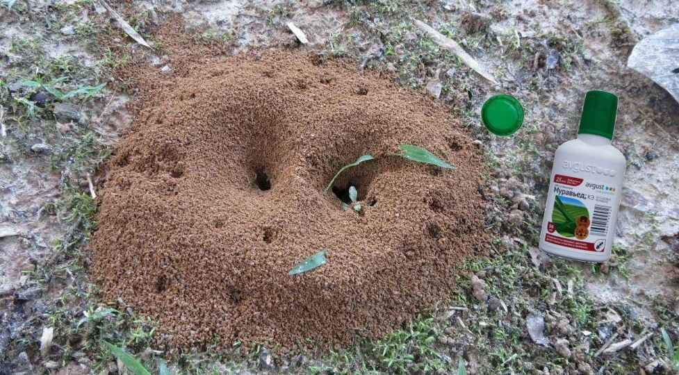 Как избавиться от муравьев на даче навсегда, простой способ, но на деле показал себя эффективно