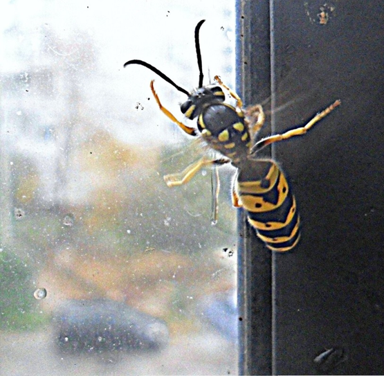 ФОТО ОСА В АВТОБУСЕ