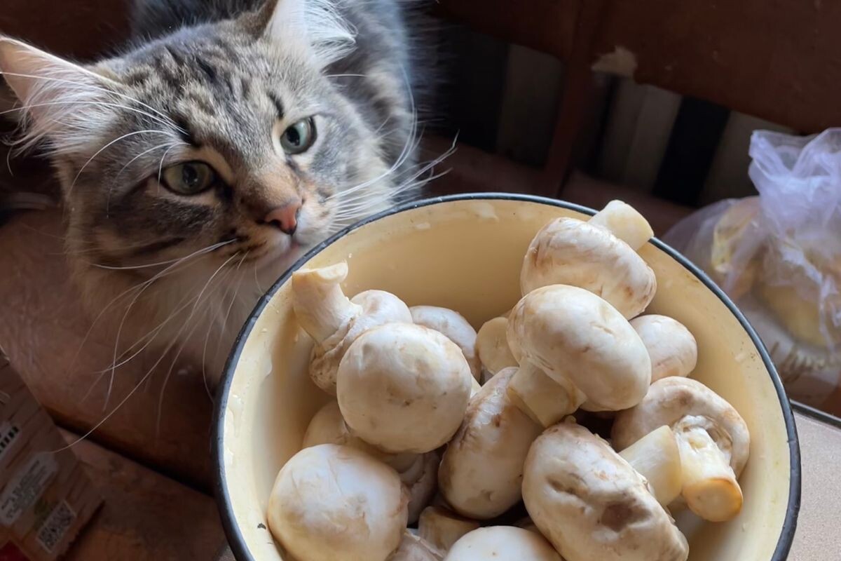 Можно ли кошкам грибы