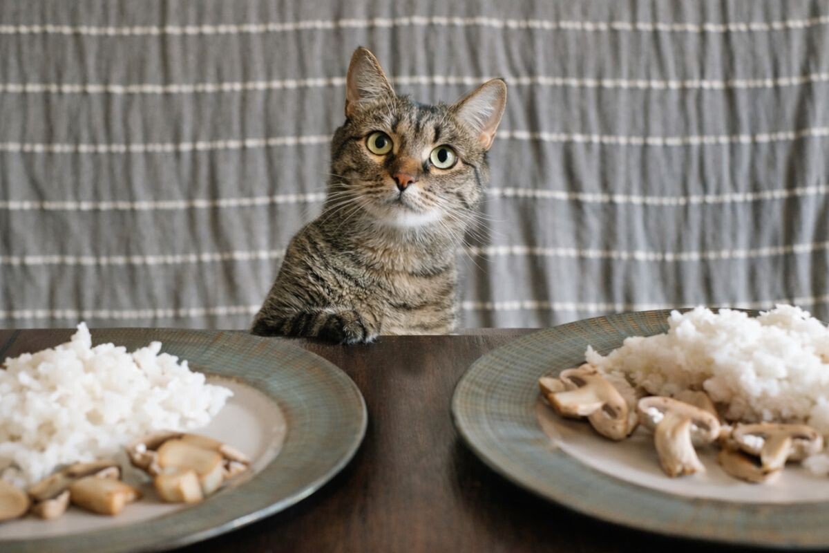 Кот и грибы на тарелке 