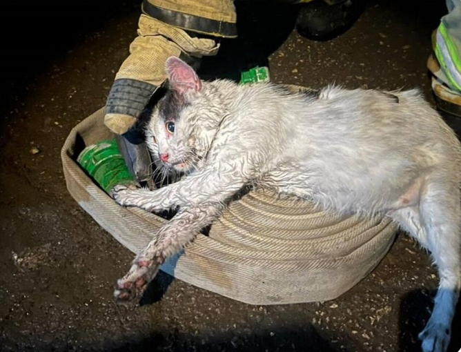 Кот Пузик бил хозяина лапой по лицу среди ночи. Когда мужчина открыл глаза — квартира горела