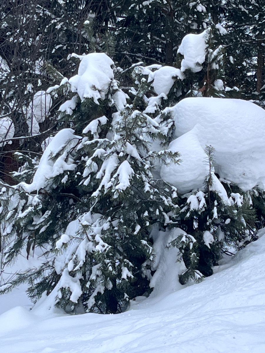 Снег на даче. 