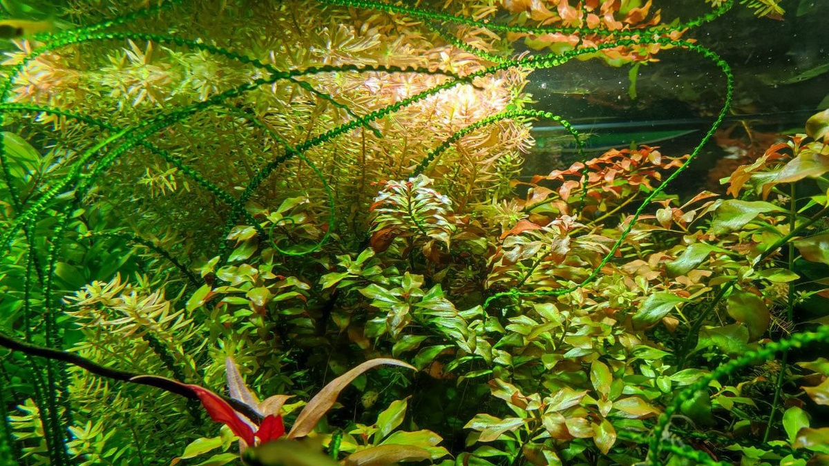 Медленный травник 