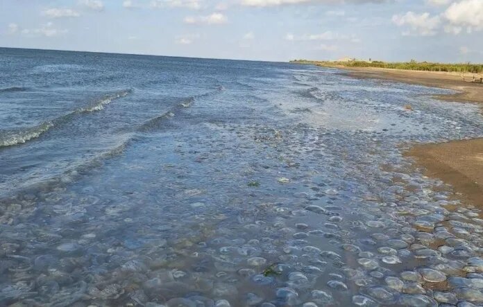    Фото: 161.ru / АзНИИРХ