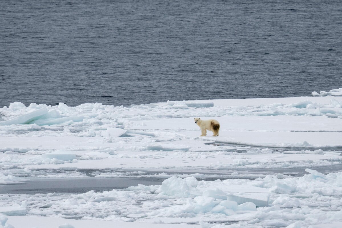    Почему Арктика и Антарктика так называются: неожиданное происхождение слов