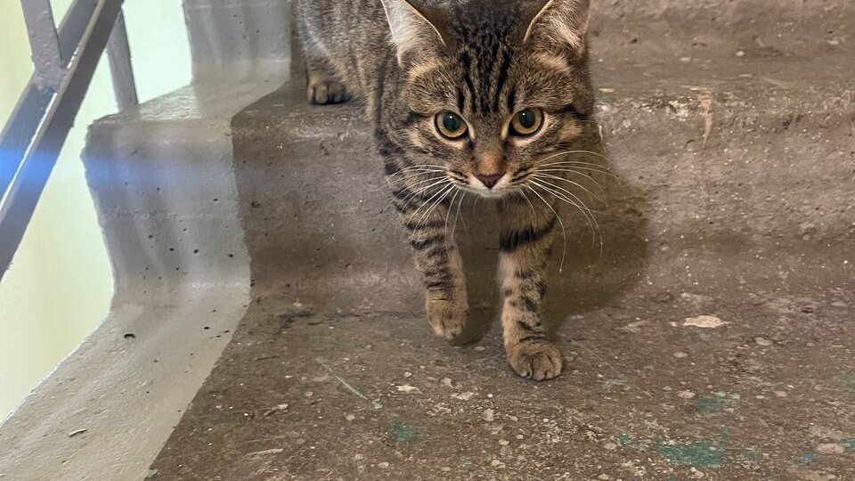 Добрый день! Найдена кошка Пролетарская, 8