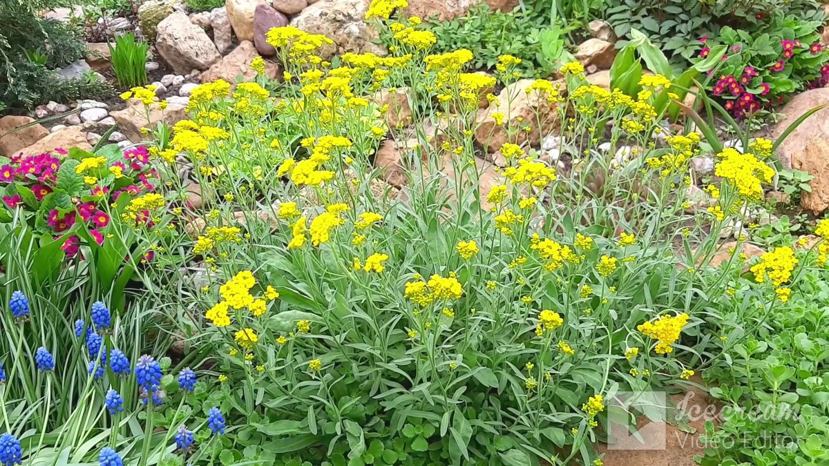 Алиссум скальный.