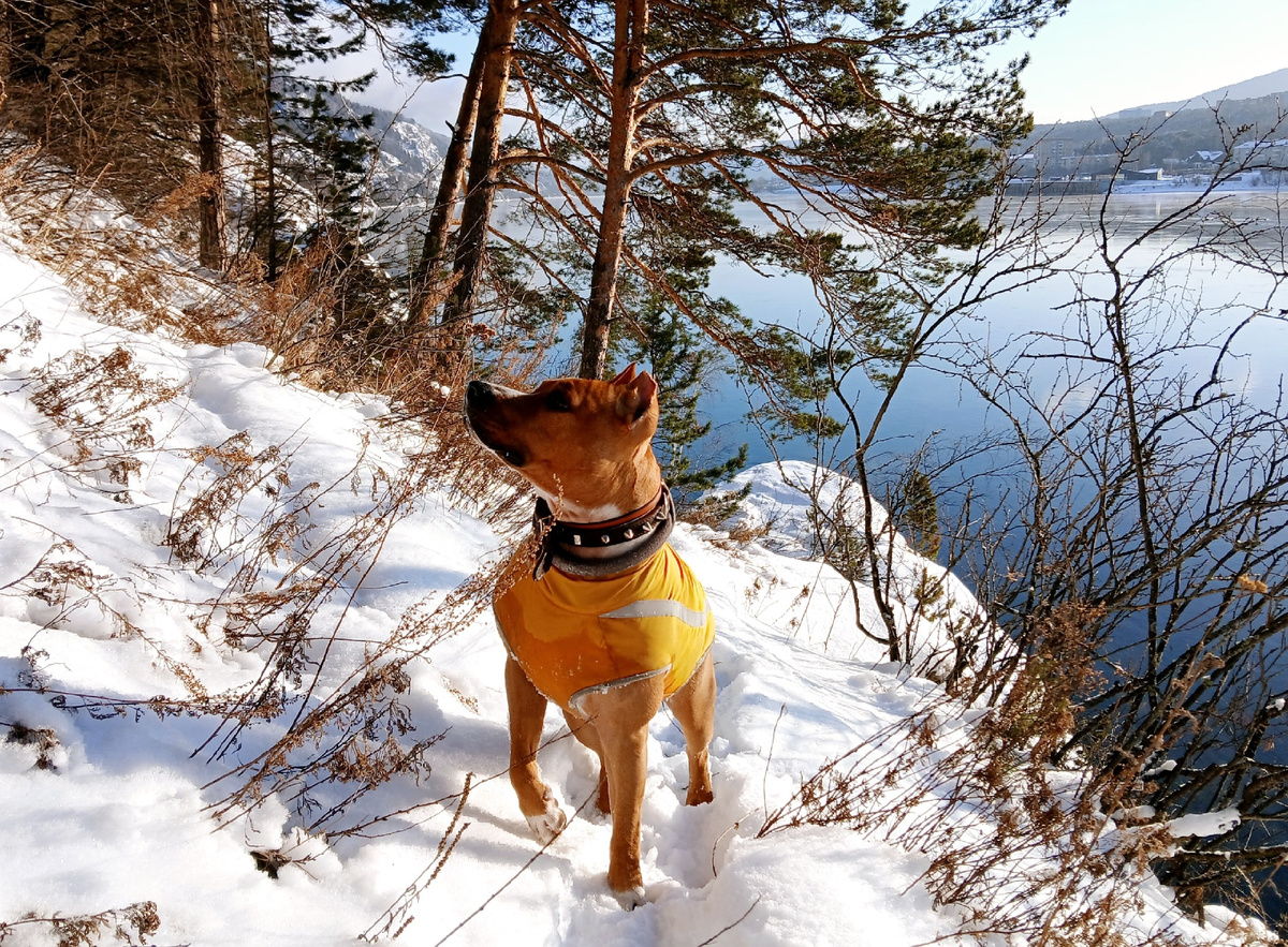 Вдоль берега Енисея 