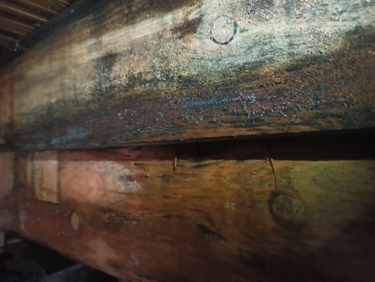 Плесневые грибы и "синева" на влажной древесине