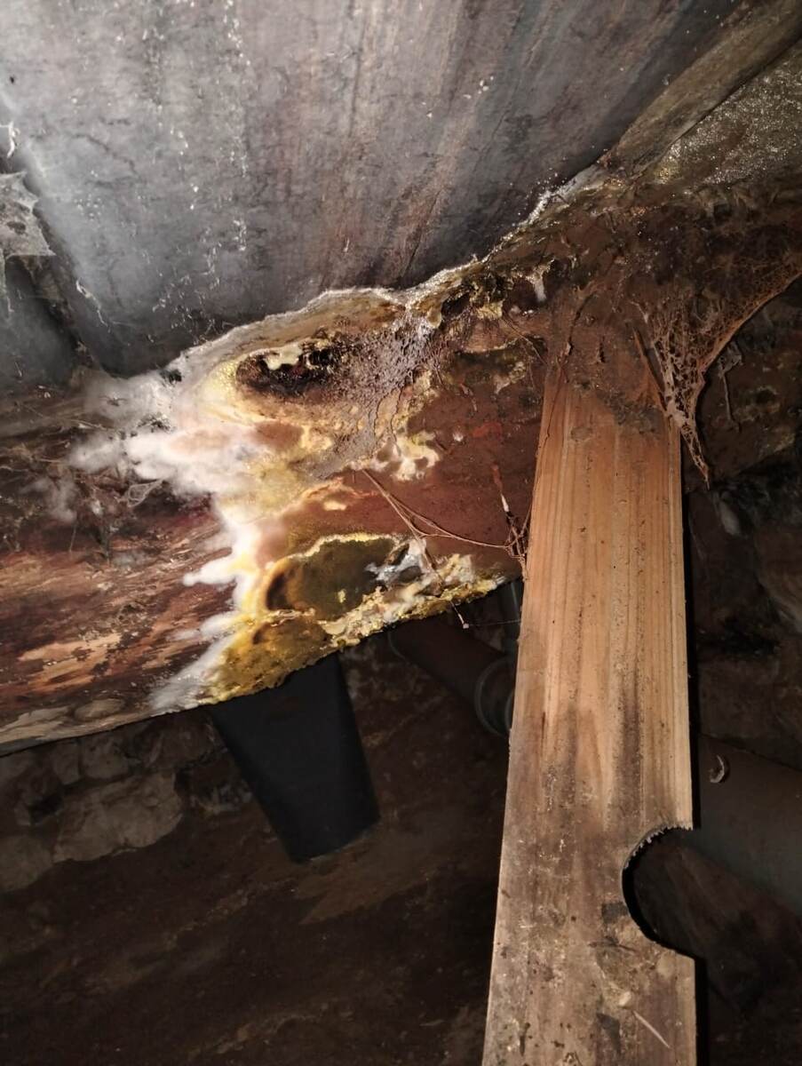 Плодовые тела домового гриба на древесине