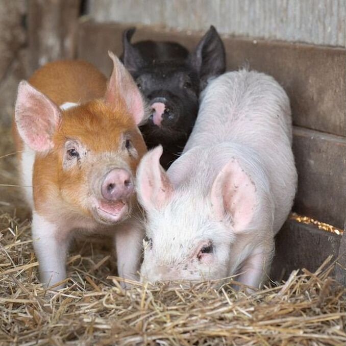 Фото из интернета