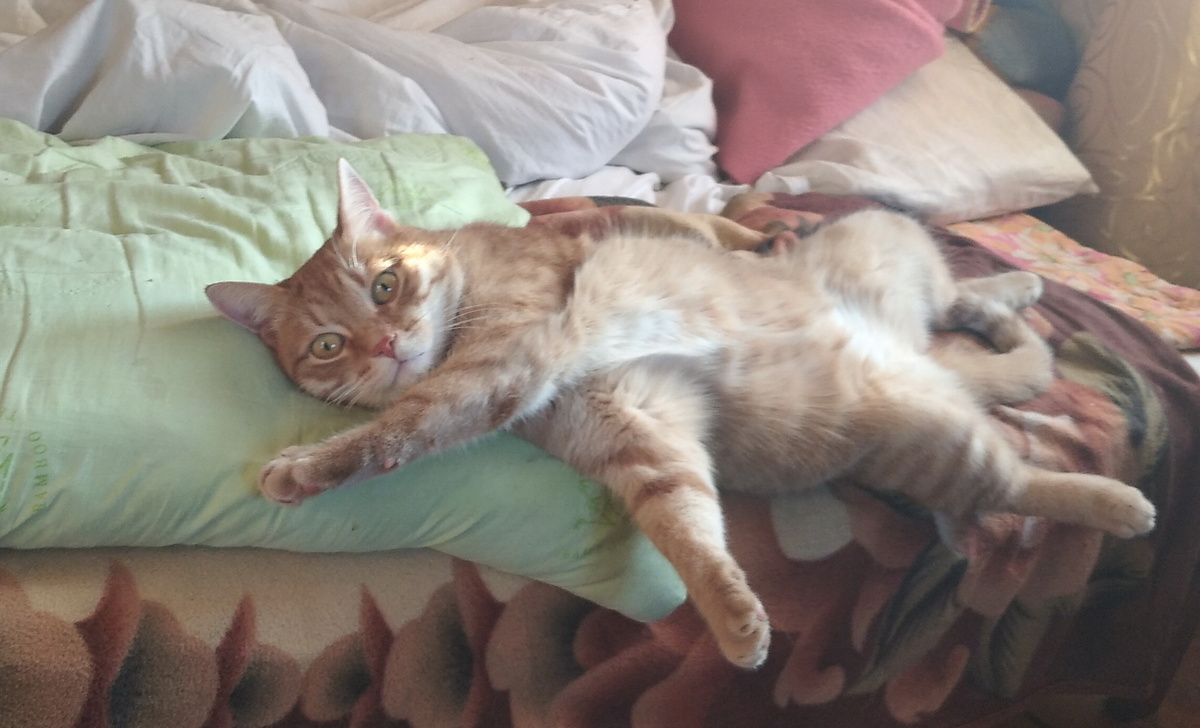 личное  фото