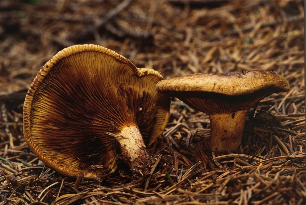 Фотография из интернета