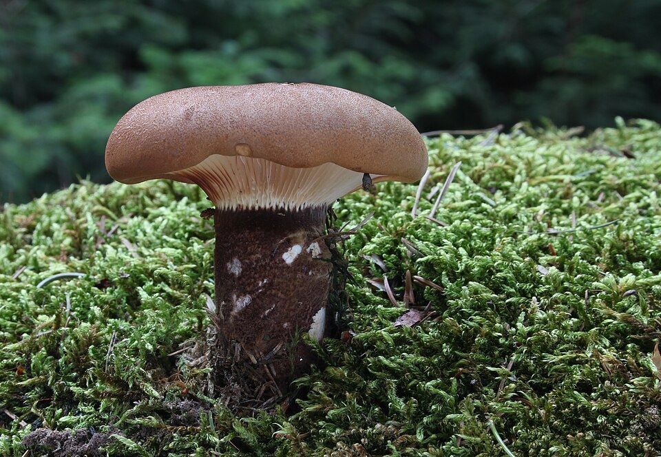 Фотография из интернета