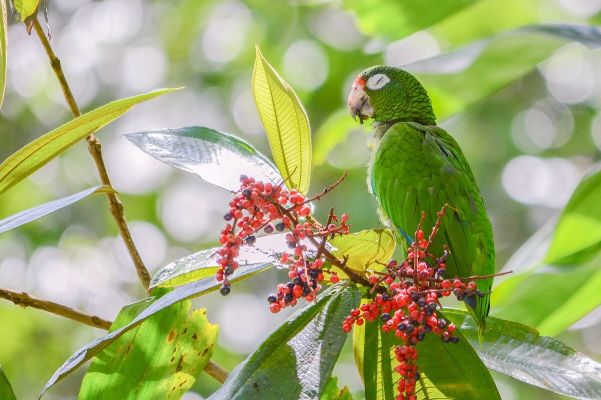 Фото с сайта: https://mungfali.com/explore/explore.php?q=PR%20Parrot