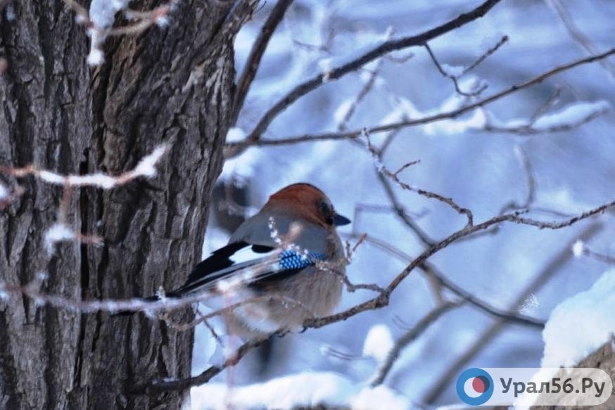    Когда в Оренбургской области спадут морозы? Северные потоки воздуха скоро сменятся южными