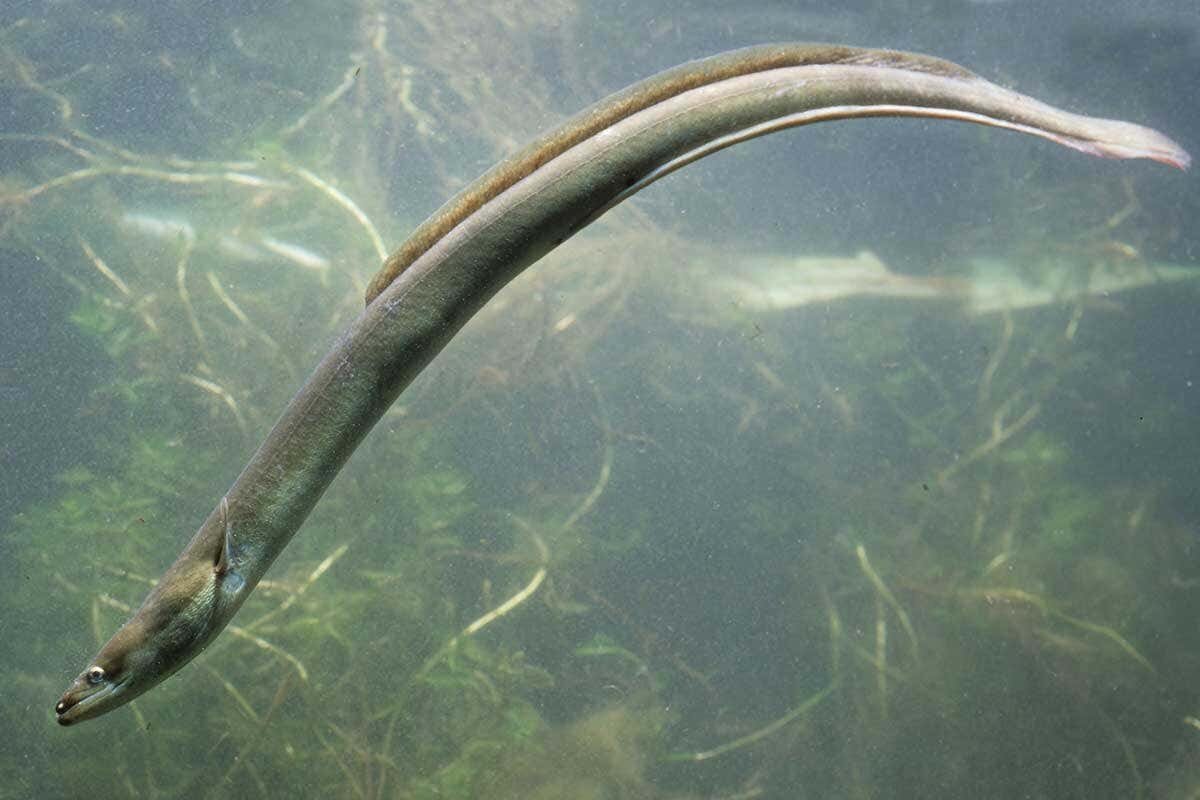 https://www.newscientist.com/article/2172143-cocaine-in-the-water-makes-eels-hyperactive-and-damages-muscles/