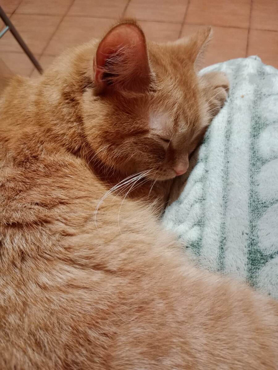 Котик Локи спит на ручках у любимой жены.