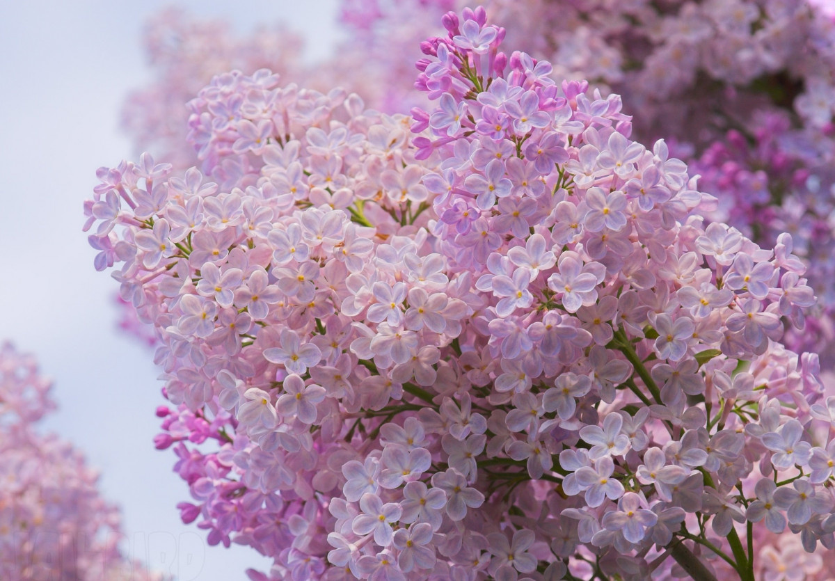 Картинка найдена на просторах интернета, ссылка https://yandex.ru/images/search?from=tabbar&img_url=https%3A%2Fi%2F.pinimg.com%2Foriginals%2Fa8%2F34%2Fа3f%2Fa83р43f81с28379b5e7bd53274cf0591a19.jpg&lr=47&pos=15&rpt=simage&text=%D1%86%D0%B2%D0%B5%D1%82%D1%8B%20%D0%BA%D1%80%D1%83%D0%BF%D0%BD%D0%BE%20%D1%84%D0%BE%D1%82%D0%BE