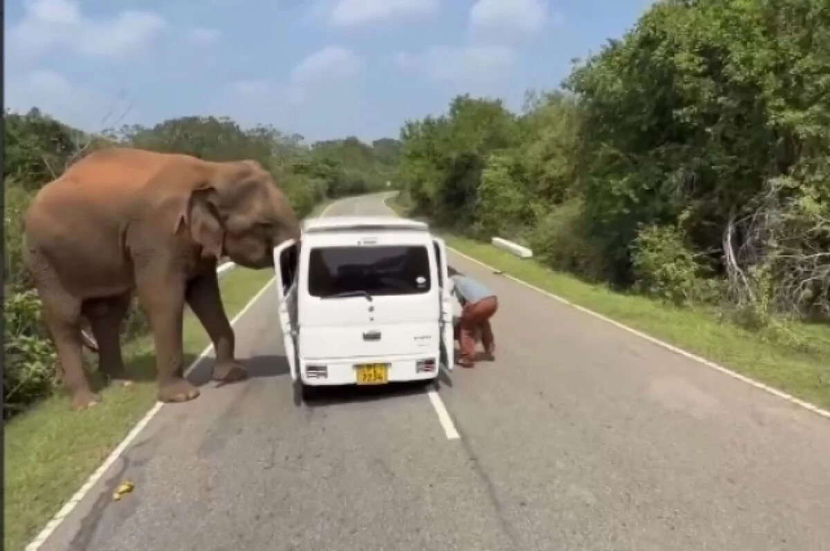    Туристы из РФ рассказали, как на Шри-Ланке на их машину напал слон