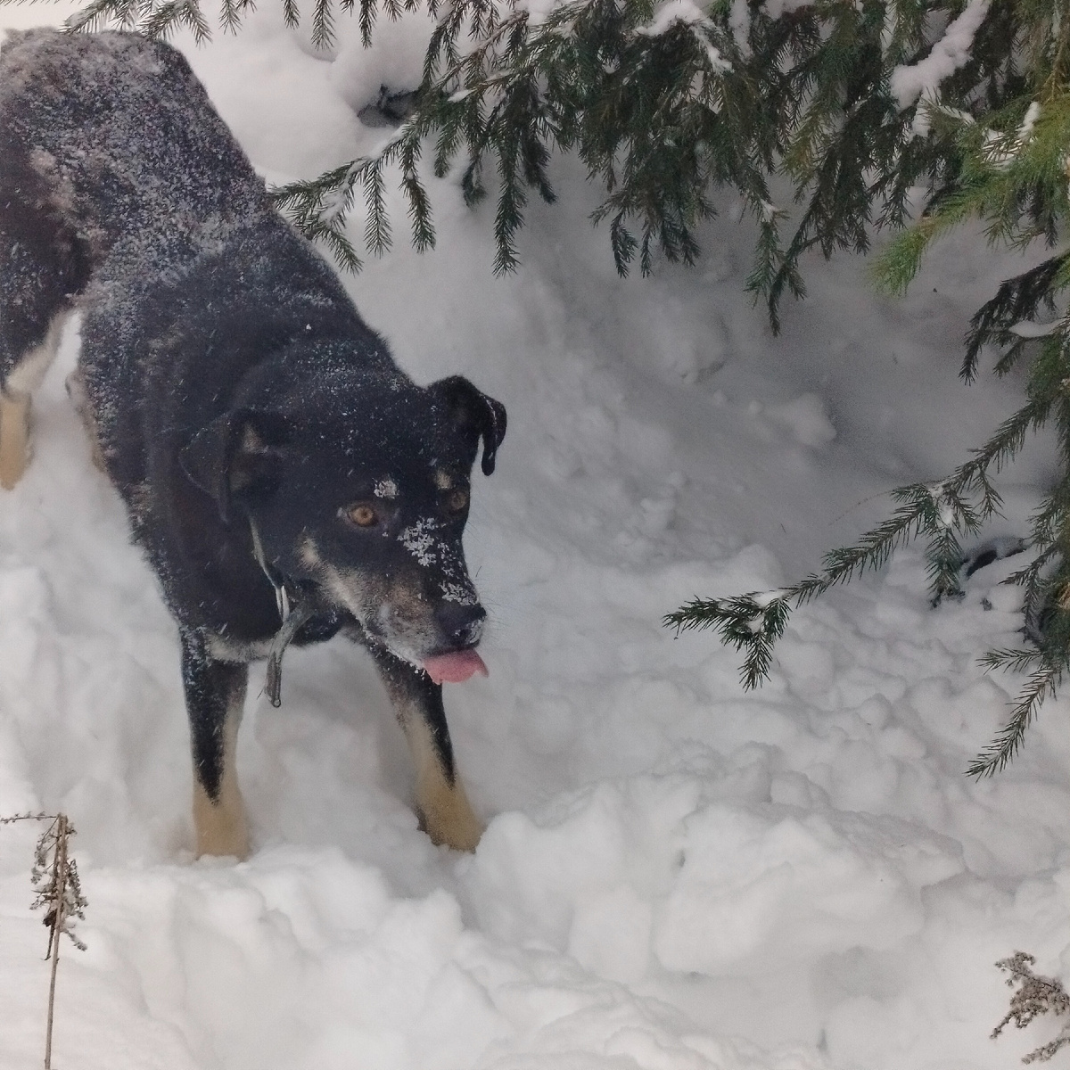 Новогодний Дик просто для хорошего настроения.